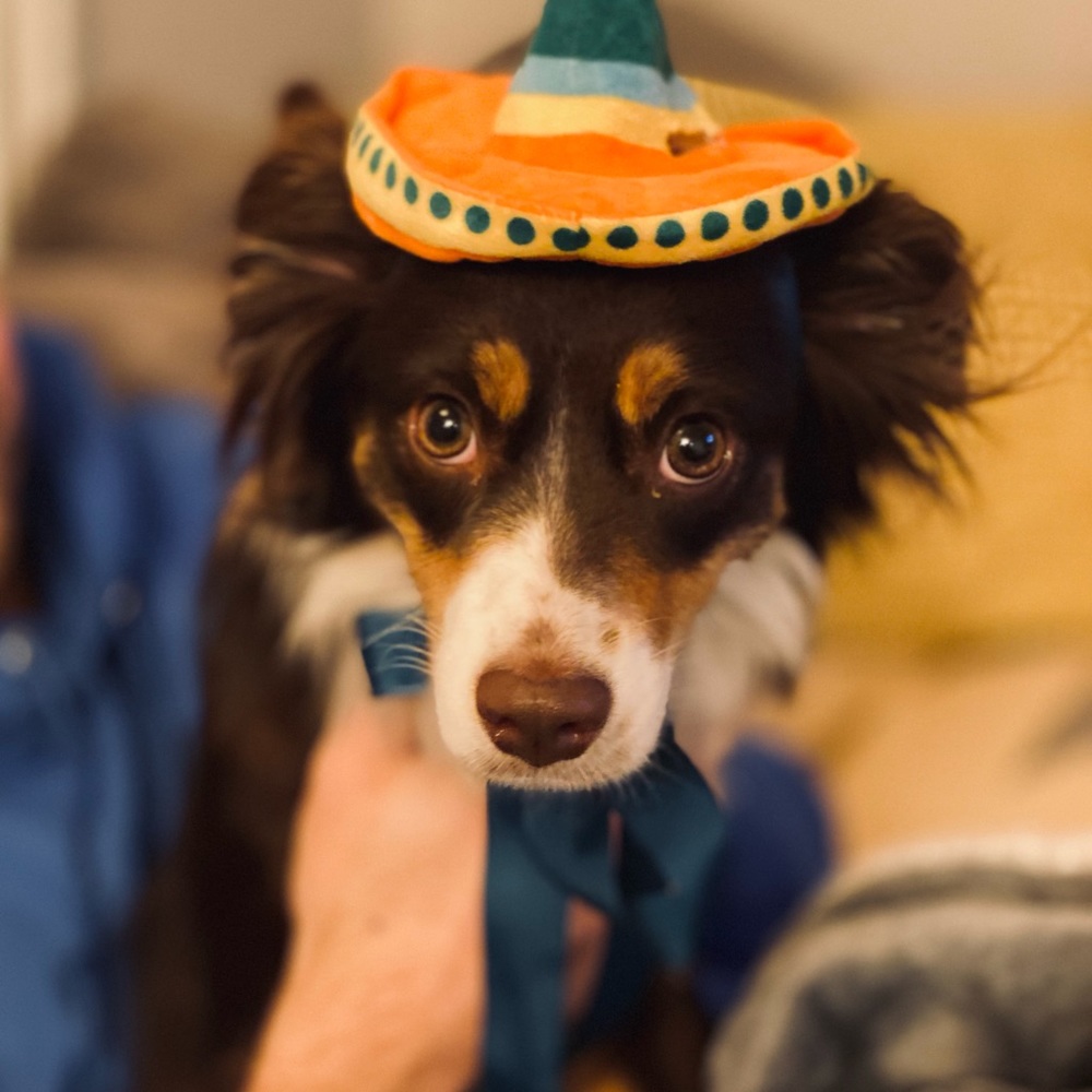 Meet your Posher, Lara